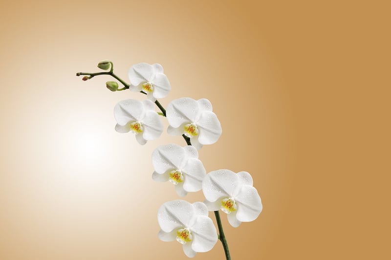Exotic Flora