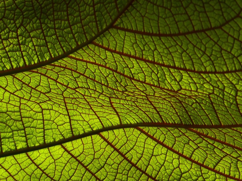 Botanic Print