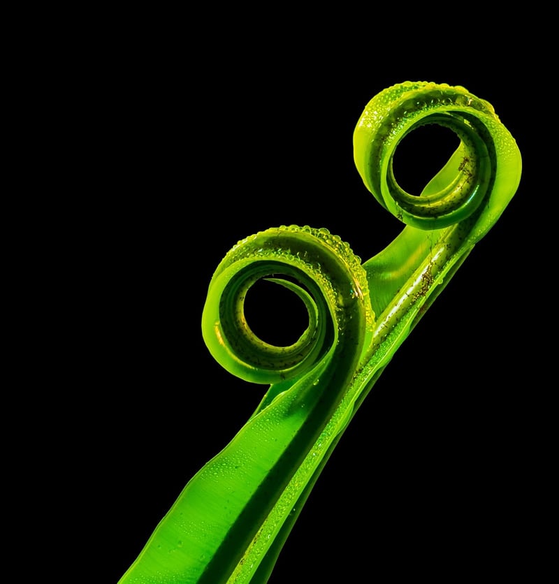 Green Plant
