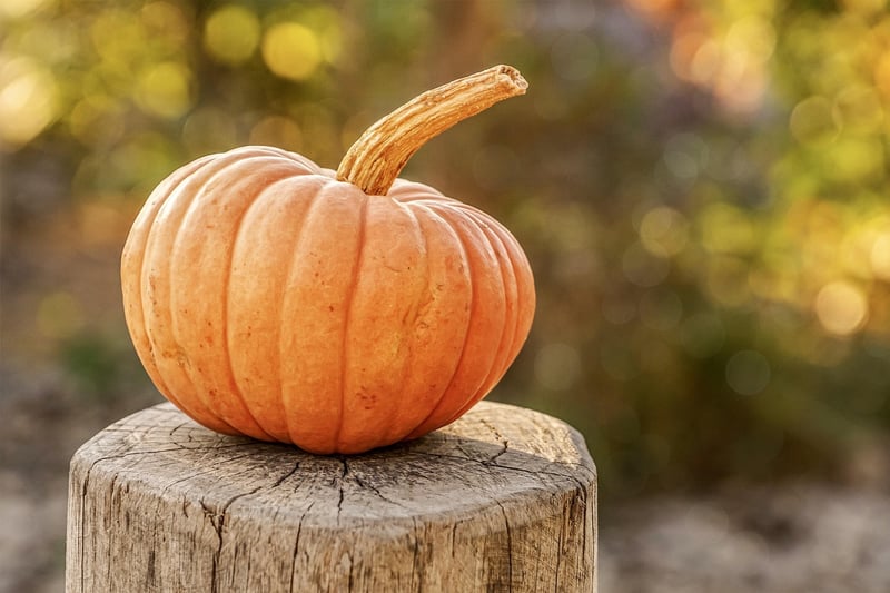 Fall Garden